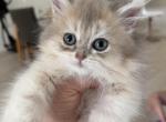 Burberry fluffy - British Shorthair Kitten For Sale - Matthews&comma; NC&comma; US