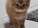 Sunshine Litter - Scottish Fold Kitten For Sale - Chicago&comma; IL&comma; US