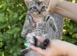 Spirit - Highlander Kitten For Sale - 