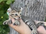 Sherbet  Highlander Lynx - Highlander Kitten For Sale - 