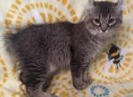 Highlander kity 1f - Highlander Kitten For Sale - 