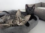 Solids & Stripes - Domestic Kitten For Adoption - Los Angeles&comma; CA&comma; US