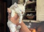 Seal Lynx point - Bengal Kitten For Sale - Litchfield&comma; IL&comma; US