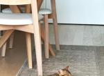Leo - Bengal Kitten For Sale - Bronx&comma; NY&comma; US