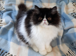 C f a black bicolor male persian kitten - Persian Kitten For Sale - 