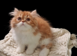 Cfa red tabby and white male kitten - Persian Kitten For Sale - Woodburn&comma; IN&comma; US