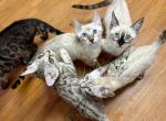 Bengal kittens - Bengal Kitten For Sale - Crestview&comma; FL&comma; US