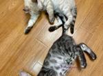 Exotic Bengals - Bengal Kitten For Sale - Crestview&comma; FL&comma; US