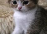 Mimo - British Shorthair Kitten For Sale - Manhattan Beach&comma; CA&comma; US