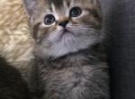 Lily - British Shorthair Kitten For Sale - Manhattan Beach&comma; CA&comma; US