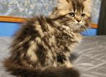 Nala - Persian Kitten For Sale - Leander&comma; TX&comma; US