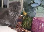 Dody - Exotic Kitten For Sale - Manhattan Beach&comma; CA&comma; US