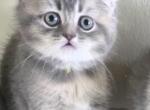 Lido - Scottish Fold Kitten For Sale - Manhattan Beach&comma; CA&comma; US