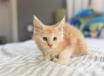Ginger poly Maine coon boy - Maine Coon Kitten For Sale - Lancaster&comma; CA&comma; US