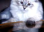 JAMES BOND - Siberian Cat For Sale - Eau Claire&comma; WI&comma; US
