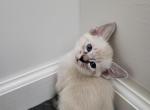 Lynx Seal point girl - Siamese Kitten For Sale - Wayland&comma; MA&comma; US