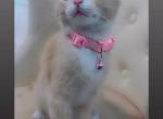 Beautiful  kitten - American Shorthair Kitten For Sale - Dearborn Heights&comma; MI&comma; US