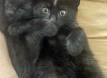 Kiki - Domestic Kitten For Adoption - Milton&comma; MA&comma; US