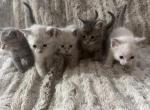 Siamese Persian mix - Siamese Kitten For Sale - Northville&comma; MI&comma; US