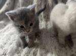 Siamese Persian mix - Siamese Kitten For Sale - Northville&comma; MI&comma; US