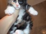 Max - Maine Coon Kitten For Sale - 