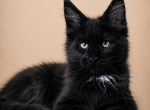 Boy V59 - Maine Coon Kitten For Sale - 