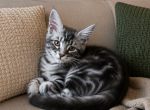 Girl V40 - Maine Coon Kitten For Sale - 