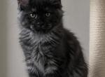 Girl V60 - Maine Coon Kitten For Sale - Millingport&comma; NC&comma; US