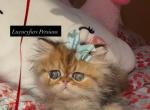 Malaki - Persian Kitten For Sale - Fort Worth&comma; TX&comma; US
