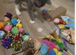 Leo - Domestic Kitten For Sale - Union City&comma; NJ&comma; US