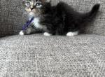 Male Siberian Purebred Black Brown Tabby w White - Siberian Kitten For Sale - Old Bridge&comma; NJ&comma; US