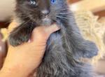 Odd eyed polydactyl male maine coon kitten - Maine Coon Kitten For Sale - Grant Valkaria&comma; FL&comma; US