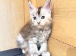 Shaded Line Polydactyl Tortie Female - Maine Coon Kitten For Sale - Grant Valkaria&comma; FL&comma; US