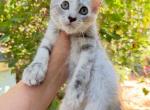 High silver female - Maine Coon Kitten For Sale - Grant Valkaria&comma; FL&comma; US