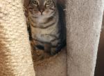 Scar and Mufasa - Bengal Cat For Sale - West Lafayette&comma; OH&comma; US