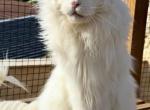 Leo - Maine Coon Cat For Sale - Aliq&comma; PA&comma; US