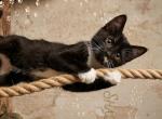 Shadow - Domestic Kitten For Sale - 