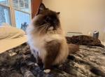 Teddy - Ragdoll Cat For Sale - Laurel&comma; MD&comma; US