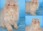 Playful baby boy kitten exotic longhair persian - Exotic Kitten For Sale - PA&comma; US