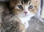 Bibo - British Shorthair Kitten For Sale - Manhattan Beach&comma; CA&comma; US