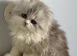 Lee - Persian Kitten For Sale - 