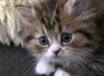 Leo - Persian Kitten For Sale - Manhattan Beach&comma; CA&comma; US