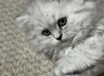 Zoke - Persian Kitten For Sale - 