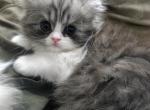 Baw - Persian Kitten For Sale - Williamstown&comma; NJ&comma; US