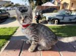 Garfield - Bengal Kitten For Sale - Lynwood&comma; CA&comma; US