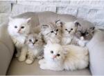 Summer Breeze Litter - Ragdoll Kitten For Sale - Beaverton&comma; OR&comma; US