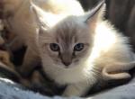 Summer Kittens - Ragdoll Kitten For Sale - Conifer&comma; CO&comma; US