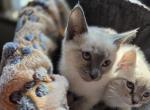 Ragamese - Siamese Kitten For Sale - Conifer&comma; CO&comma; US