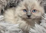 Blue Sepia Ragamese - Ragdoll Kitten For Sale - Conifer&comma; CO&comma; US