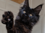 Universe - Maine Coon Kitten For Sale - Charlotte&comma; NC&comma; US